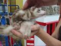 Furet Sagesse ...