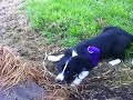Click here to watch this video Maggie hears another dog