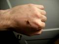 videos de Death Stalker handling (L. quinquestriatus)