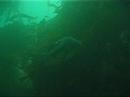 Abalone NorCal freediving rockfish cabazone
