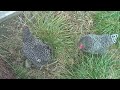 Carl Sandburg Connemara - Chickens (Flat Rock, NC) Carl Sandburg Connemara - Chickens (Flat Rock, NC)