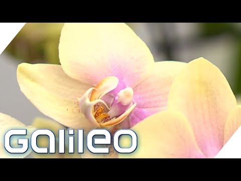 Teuer vs. Billig: So kommen Orchideen in den Laden  ...