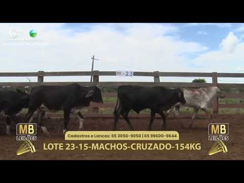 548� LEIL�O VIRTUAL MB LEIL�ES