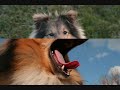 Nelly Sheltie, mein Liebling