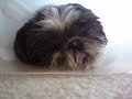 emilee snoring