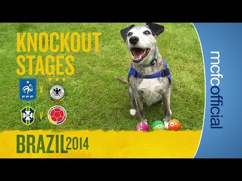 DOUGIE THE DOG PREDICTS | France & Brazil Quarter Finals | World Cup Predictions DOUGIE THE DOG PREDICTS | France & Brazil Quarter Finals | World Cup Predictions