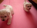 Litter U Charnett 30 days