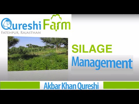 rajasthan goat farming - Qureshi Farm, Fatehpur Sikar, Rajasthan India (www.qureshifarm.com) shows how to make silage and reduce feed (fodder) cost. Silage is stocking of green fodde...