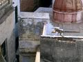 videos de Monkey Jump ,India