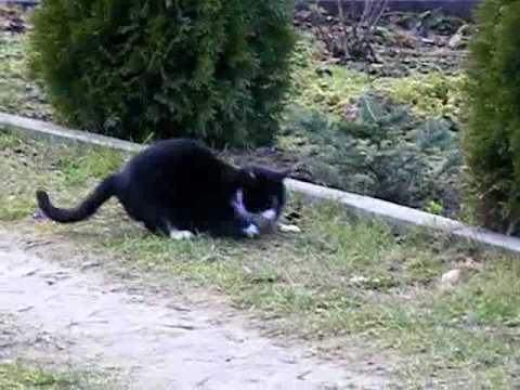 kot vs mysz ale urwał cat vs mouse mysz