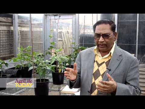 how to fertilize iron clay peas