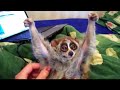 Animales Graciosos
