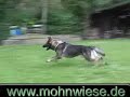 Preview video <strong>Taifun von der Mohnwiese -</strong>
