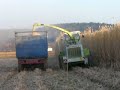 Miscanthus Harvest