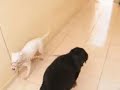 rottweiler-and-australian-shepherd-herd-geese.html