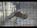Leopards at the feleine Conservation Center