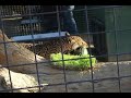 Leopards at the feleine Conservation Center