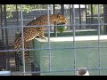 Leopards at the feleine Conservation Center
