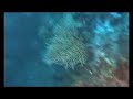 Immersione allo Scoglio Penna - Punta Campanella - Napoli