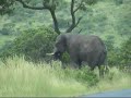 Angry Oliphant