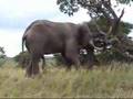 Angry Oliphant