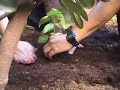 PLANTOT: LA HUERTA DE ALBAHACA PLANTOT: LA HUERTA DE ALBAHACA