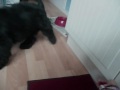 Dog Clicker training