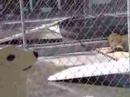 Northern Elephant Seal at Northcoast Marine Mammal Center
