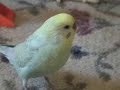 Hamster steals Chi-Chi\ Hamster steals Chi-Chi\