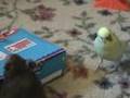 Hamster-steals-Chi-C