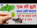Download Home Remedies To Get Rid Of Rats In Hindi By Ishan Mp3 Song