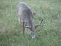 Big Whitetail Buck Big Whitetail Buck