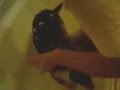 My Beagle Kacie Takes A Bath