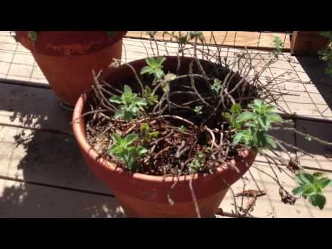 how to replant oregano