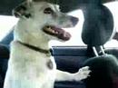Bossier Goes to Fort Woof (Part 1)