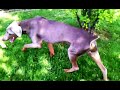 Click here to watch this video australian shepherd