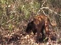 Krow hunt test