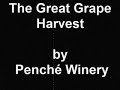 The Great Grape Harvest Final.wmv