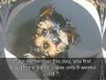 Montage - In Memorial - My Precious Yorkie - Kassie Kisses