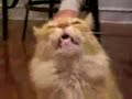 Very Funny Cat Talking (PLEASE SUBSCRIBE)