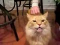 Very Funny Cat Talking (PLEASE SUBSCRIBE)