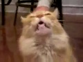 Very Funny Cat Talking (See my last vid,is amazing)