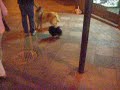 Cane pazzo - crazy dog ( a Madrid ) Cane pazzo - crazy dog ( a Madrid )