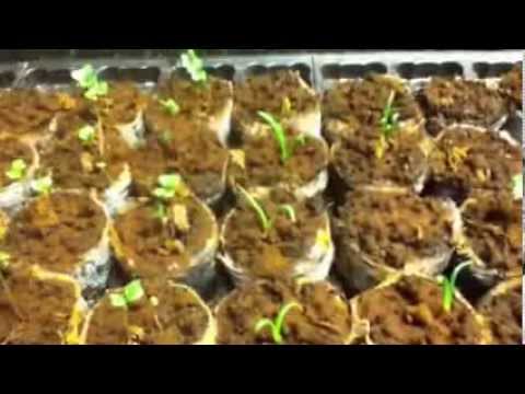 how to transplant jiffy peat pellets