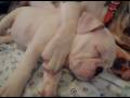 videos de Nuka and Bella Sleeping