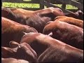 Beef cattle - Brazil