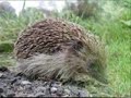Frau Amsel und ihre Mitb�rger