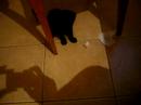 les presento mi gatita de 4 meses, se crio con mis perros entiendanlaa jajaamoroosa