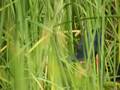calamon con pollos - purple gallinule
