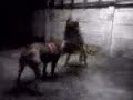 elektra crono elektra crono